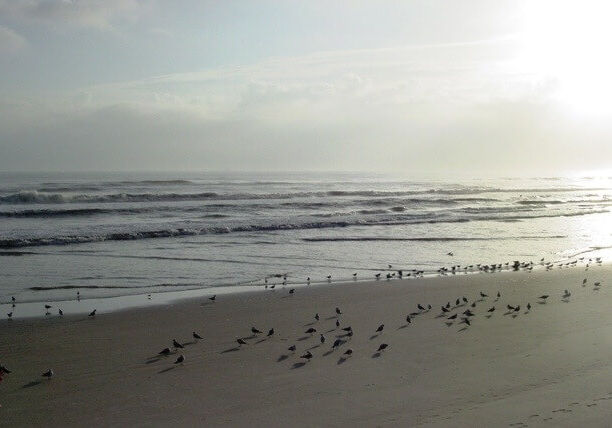 birds on the beach