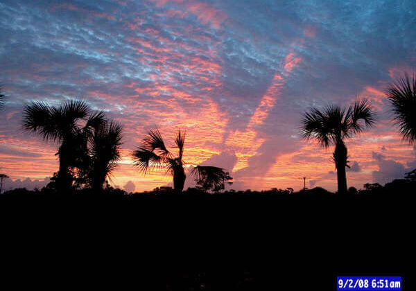 palm trees and sunset