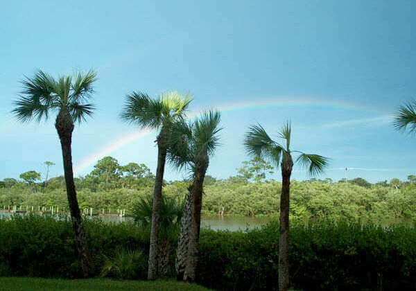 palm trees