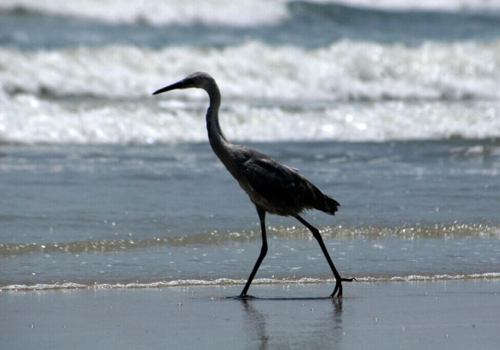 bird on the water