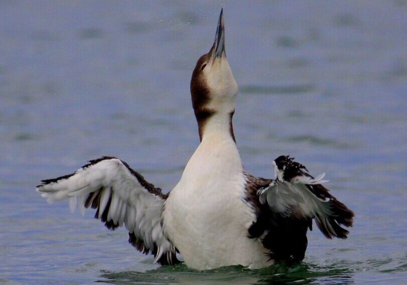 bird on the water