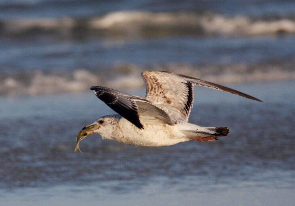 bird with fish in its mouth